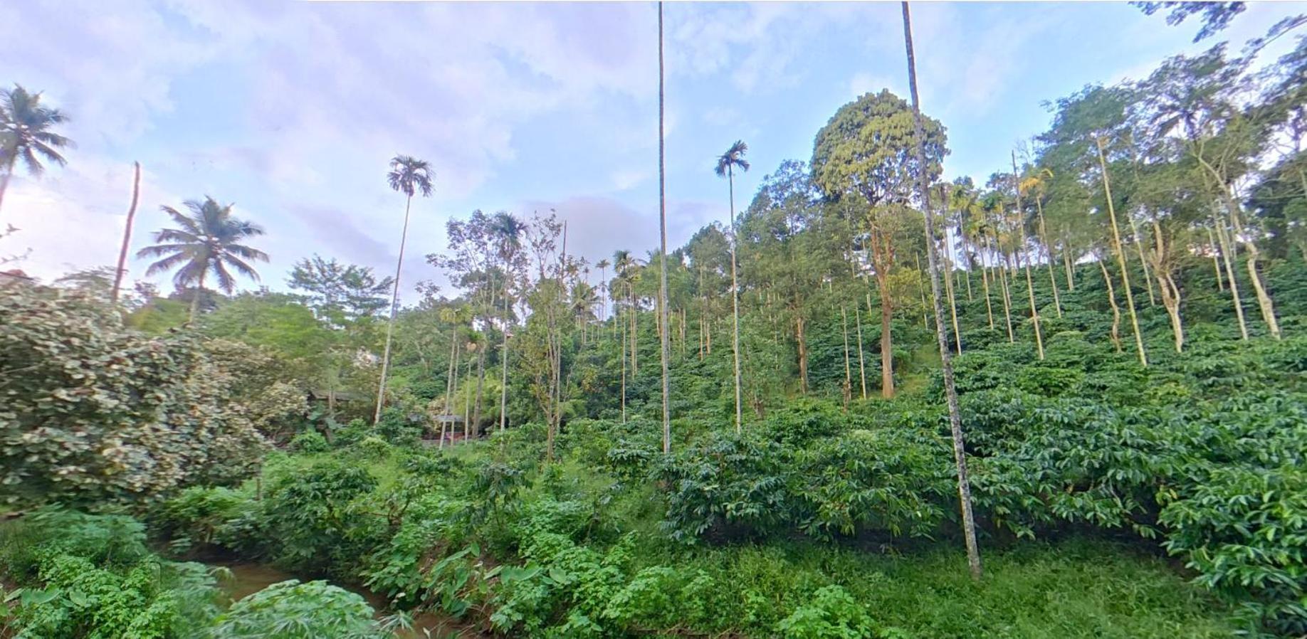 Wayanad Royal Stream Bed & Breakfast Kalpatta Exterior foto