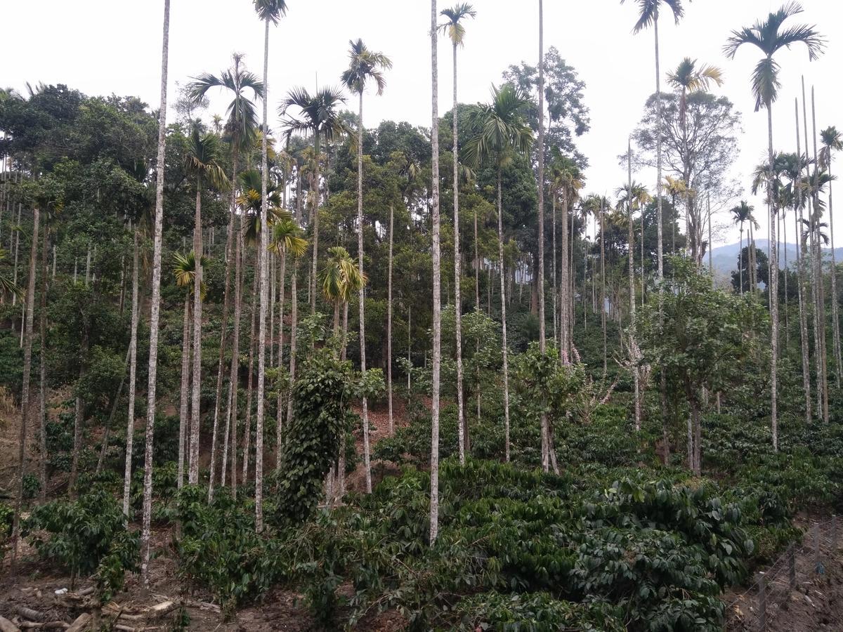 Wayanad Royal Stream Bed & Breakfast Kalpatta Exterior foto